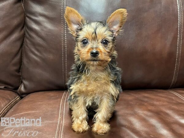 Yorkshire Terrier-DOG-Male-BLK TAN-26854-Petland Frisco & Mckinney, Texas