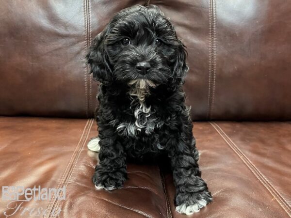 Cockadoodle DOG Female BLK 26856 Petland Frisco, Texas