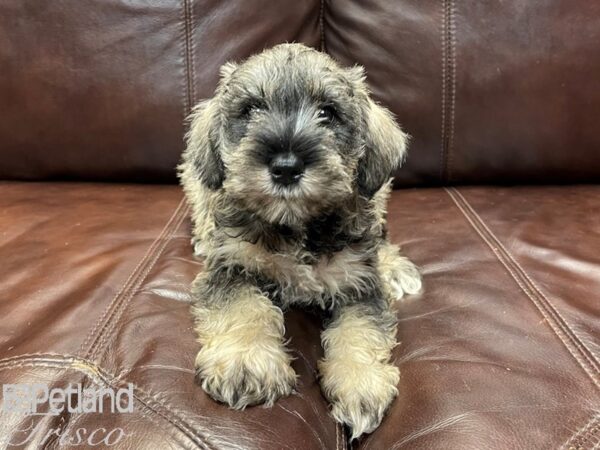 Miniature Schnauzer-DOG-Male-SALT PEPPER-26858-Petland Frisco & Mckinney, Texas