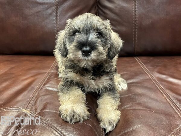 Miniature Schnauzer-DOG-Male-SALT PEPPER-26858-Petland Frisco, Texas