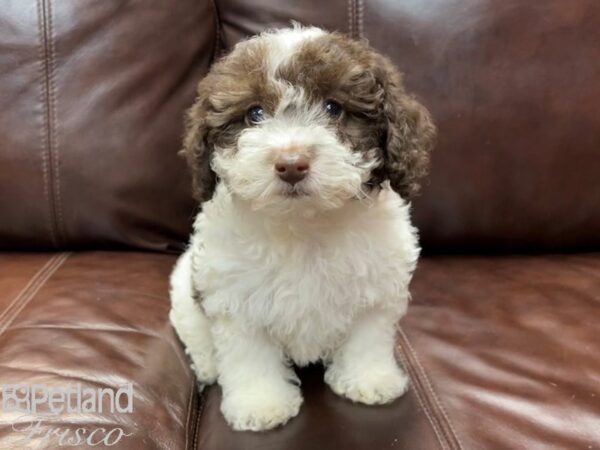 Poodle DOG Female CHOC WHITE 26859 Petland Frisco, Texas