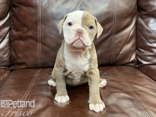 Old English Bulldog DOG Female LILAC WHITE 26860 Petland Frisco, Texas