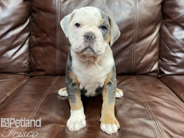 Old English Bulldog DOG Male BLUE TAN 26861 Petland Frisco, Texas