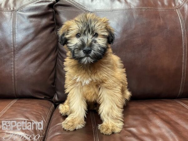 Soft Coated Wheaten Terrier DOG Male Wheaten 26862 Petland Frisco, Texas