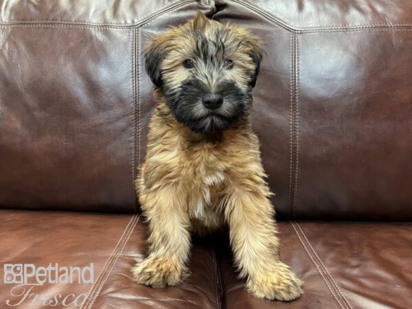 Soft Coated Wheaten Terrier DOG Male Wheaten 26863 Petland Frisco, Texas