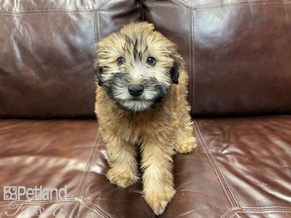 Soft Coated Wheaten Terrier-DOG-Female-Wheaten-26864-Petland Frisco & Mckinney, Texas