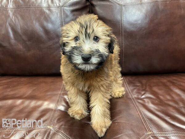 Soft Coated Wheaten Terrier DOG Female Wheaten 26864 Petland Frisco, Texas