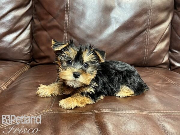 Yorkshire Terrier-DOG-Male-Blk & Tan-26871-Petland Frisco & Mckinney, Texas