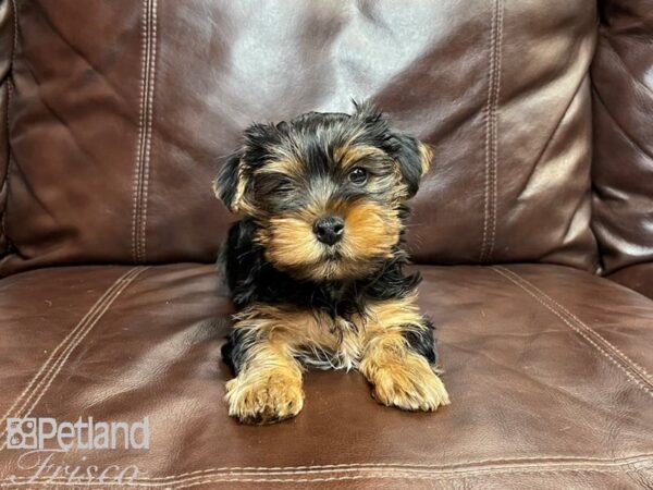 Yorkshire Terrier-DOG-Male-Blk & Tan-26872-Petland Frisco & Mckinney, Texas