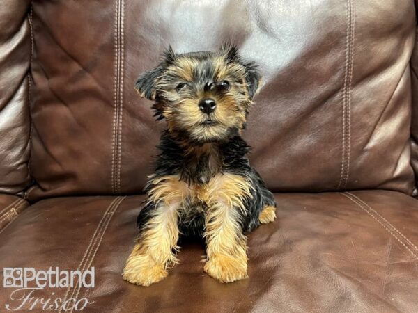 Yorkshire Terrier-DOG-Female-Blk & Tan-26873-Petland Frisco & Mckinney, Texas