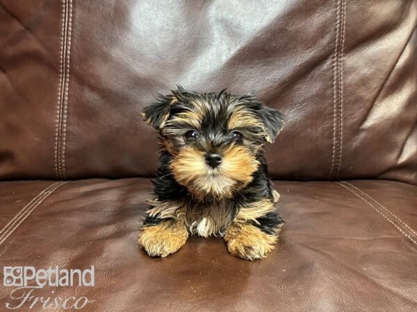 Yorkshire Terrier-DOG-Female-Blk & Tan-26874-Petland Frisco & Mckinney, Texas