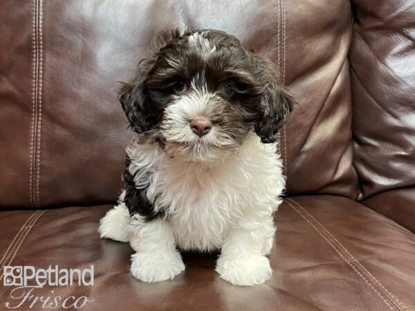 Havanese-DOG-Male-Grizzle & White-26875-Petland Frisco & Mckinney, Texas
