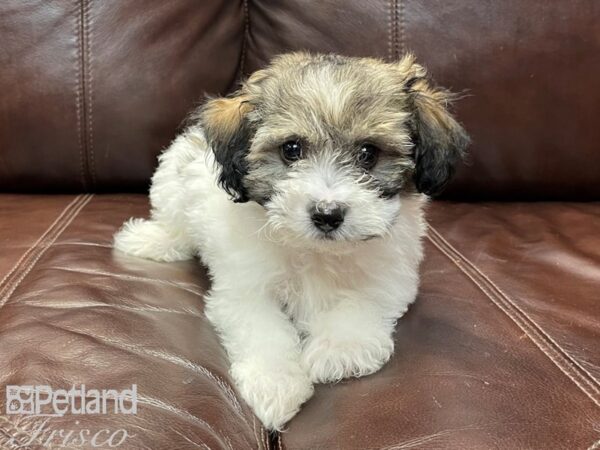 Havanese-DOG-Male-Grizzle & White-26878-Petland Frisco & Mckinney, Texas