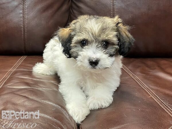 Havanese-DOG-Male-Grizzle & White-26878-Petland Frisco, Texas