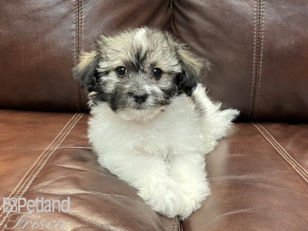 Havanese-DOG-Male-Grizzle & White-26879-Petland Frisco, Texas