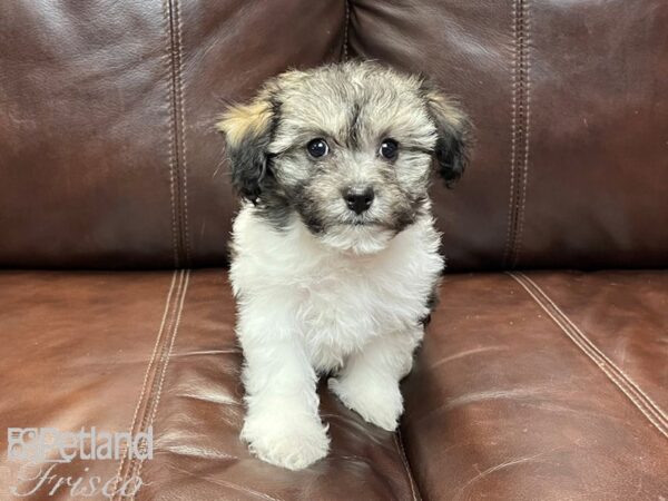 Havanese-DOG-Male-Grizzle & White-26880-Petland Frisco & Mckinney, Texas