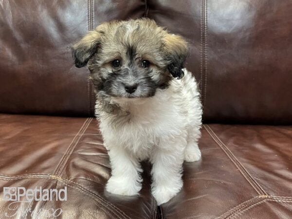 Havanese-DOG-Male-Grizzle & White-26881-Petland Frisco, Texas