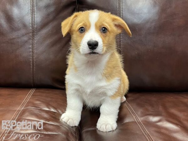 Pembroke Welsh Corgi-DOG-Male-Red & White-26882-Petland Frisco & Mckinney, Texas