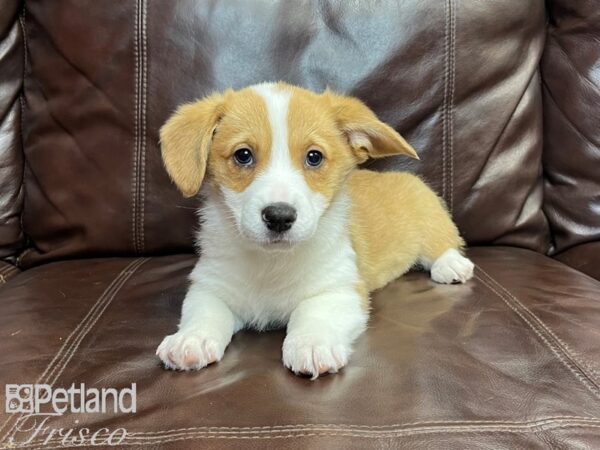 Pembroke Welsh Corgi-DOG-Male-Red & White-26883-Petland Frisco & Mckinney, Texas