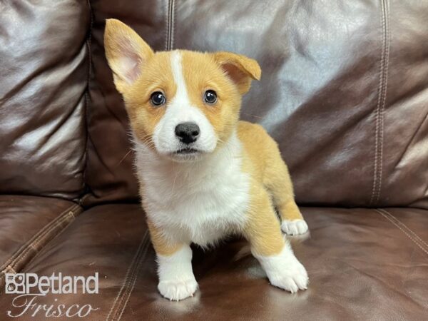 Pembroke Welsh Corgi-DOG-Female-Red & White-26884-Petland Frisco, Texas