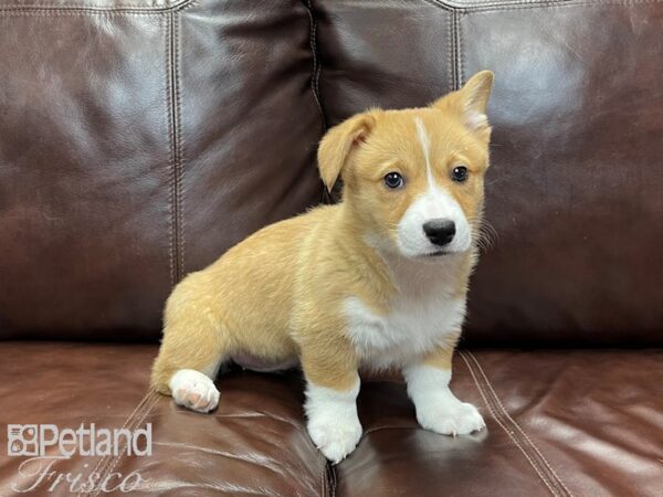 Pembroke Welsh Corgi-DOG-Female-Red & White-26885-Petland Frisco & Mckinney, Texas