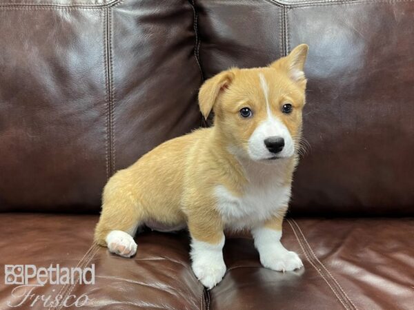 Pembroke Welsh Corgi-DOG-Female-Red & White-26885-Petland Frisco, Texas