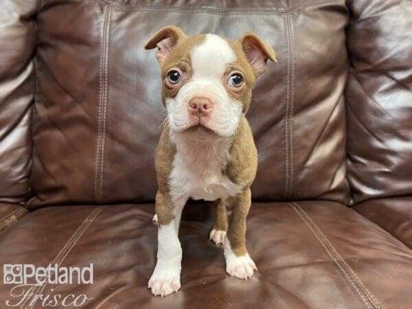 Boston Terrier-DOG-Male-Red & White-26886-Petland Frisco, Texas