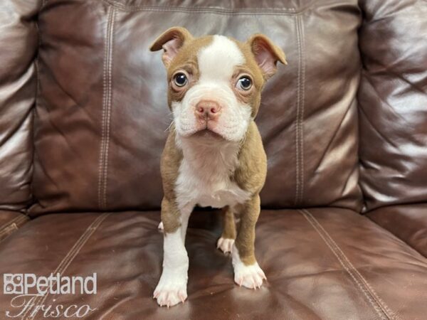 Boston Terrier DOG Male Red & White 26886 Petland Frisco, Texas