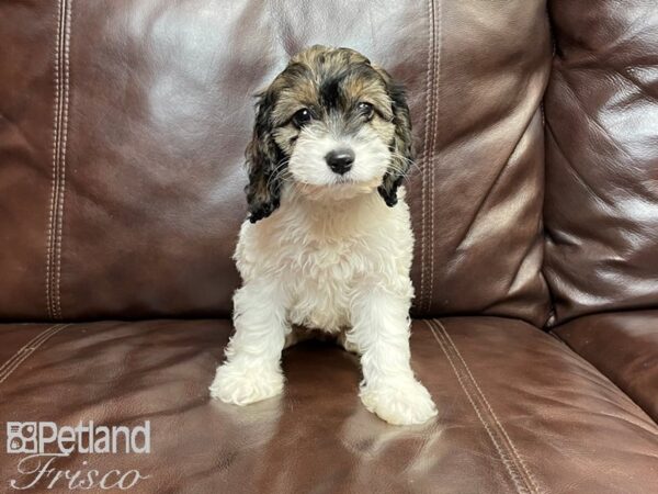 Cockapoo DOG Female Wht & Brn 26887 Petland Frisco, Texas