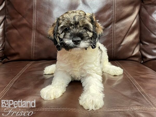 Cockapoo-DOG-Female-Wht & Brn-26888-Petland Frisco & Mckinney, Texas