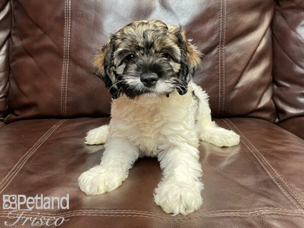 Cockapoo-DOG-Female-Wht & Brn-26888-Petland Frisco, Texas