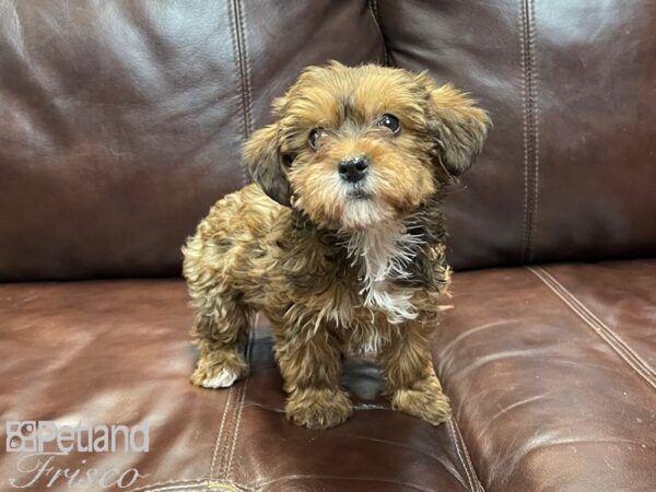 Yorkiepoo-DOG-Female-Blk & Tan-26891-Petland Frisco & Mckinney, Texas