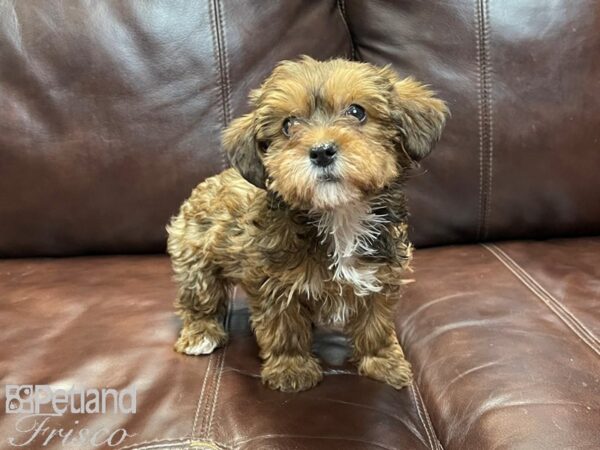 Yorkiepoo-DOG-Female-Blk & Tan-26891-Petland Frisco, Texas