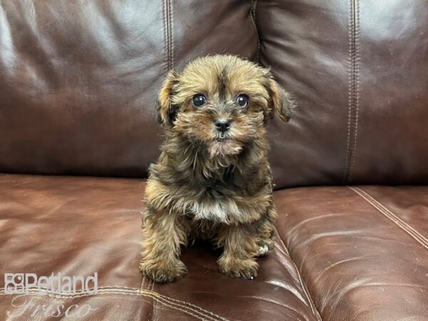 Yorkiepoo DOG Female Blk & Wht 26892 Petland Frisco, Texas