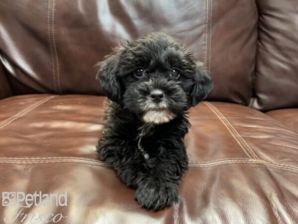 Yorkiepoo DOG Female Cafe & Wht 26893 Petland Frisco, Texas