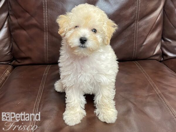 Bichonpoo DOG Female Cream 26895 Petland Frisco, Texas