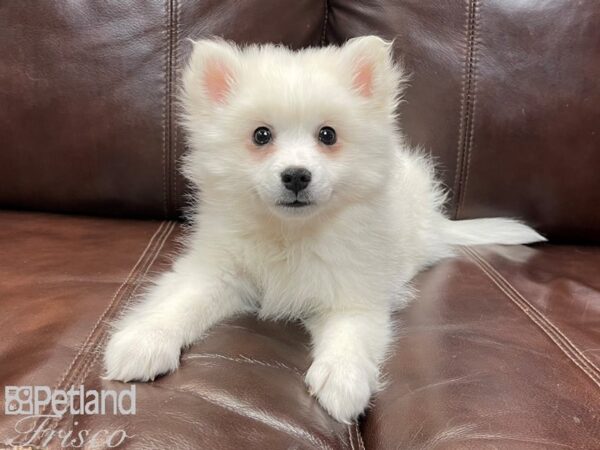 American Eskimo DOG Male White 26897 Petland Frisco, Texas