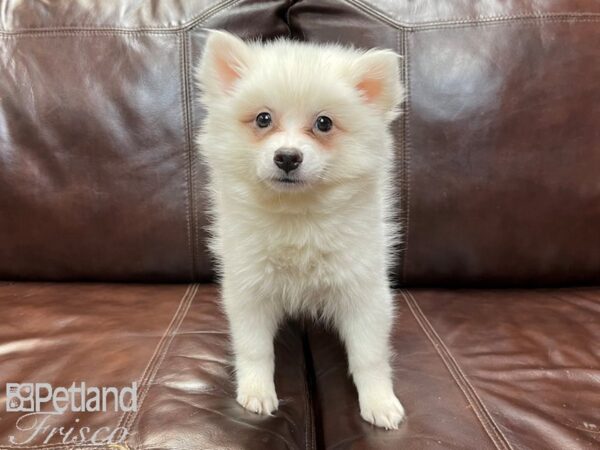 American Eskimo-DOG-Female-White-26898-Petland Frisco & Mckinney, Texas