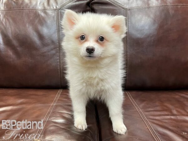 American Eskimo DOG Female White 26898 Petland Frisco, Texas