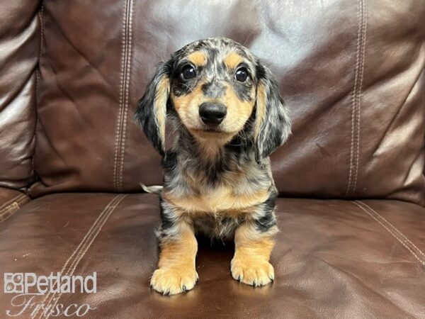 Miniature Dachshund-DOG-Male-Dapple-26900-Petland Frisco & Mckinney, Texas