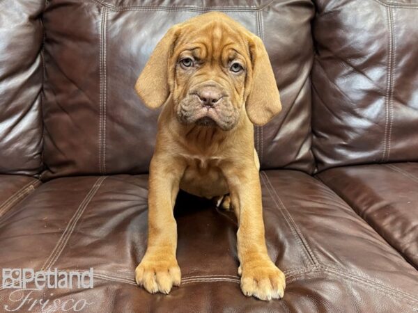 Dogue de Bordeaux DOG Female Red 26902 Petland Frisco, Texas