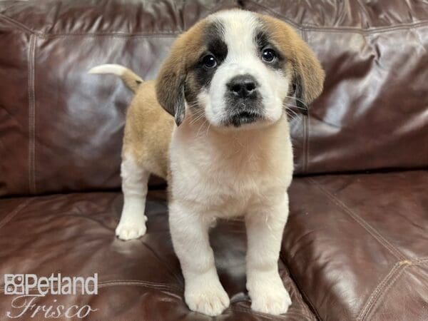Saint Bernard-DOG-Female-Red and White-26903-Petland Frisco, Texas