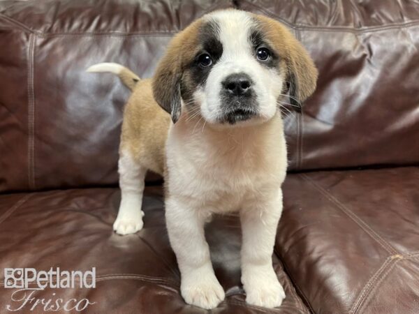 Saint Bernard DOG Female Red and White 26903 Petland Frisco, Texas