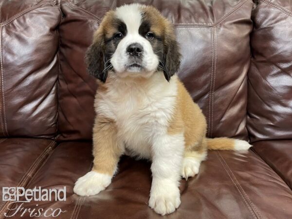Saint Bernard-DOG-Male-Red and White-26904-Petland Frisco & Mckinney, Texas