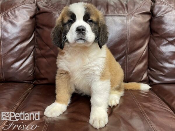 Saint Bernard DOG Male Red and White 26904 Petland Frisco, Texas