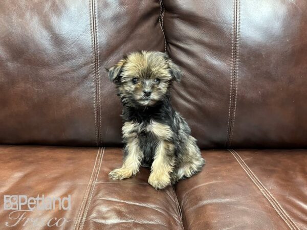 Yorkshire Terrier-DOG-Female-Black and Tan-26905-Petland Frisco & Mckinney, Texas