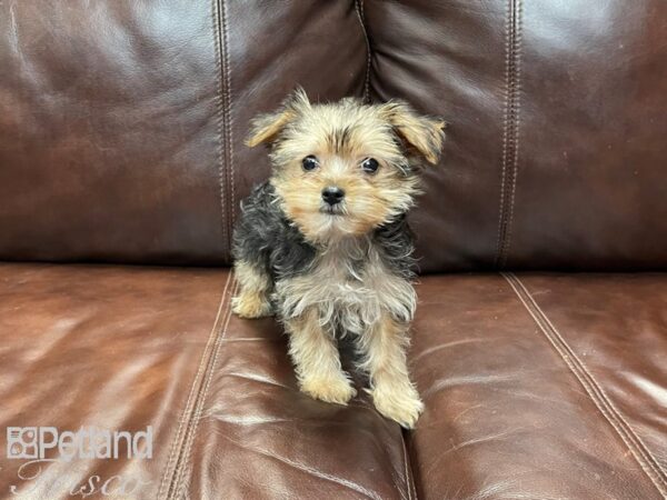 Yorkshire Terrier-DOG-Male-Black and Tan-26906-Petland Frisco & Mckinney, Texas