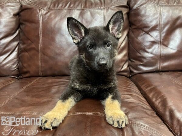 German Shepherd-DOG-Male-Black Tan-26907-Petland Frisco, Texas
