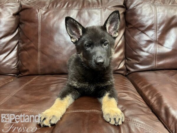 German Shepherd DOG Male Black Tan 26907 Petland Frisco, Texas