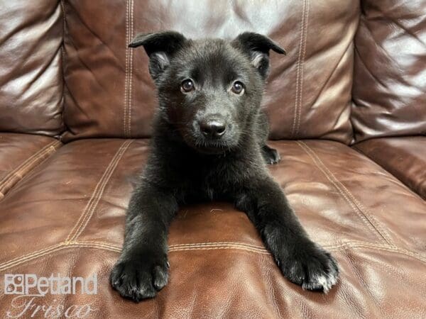 German Shepherd-DOG-Female-Black-26908-Petland Frisco, Texas
